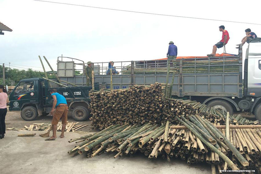 Mua bán cọc tre tại Hội An